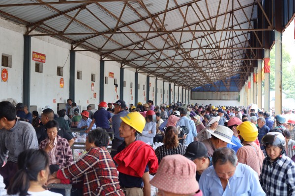 1686556443244029.jpg 蠶農(nóng)排隊賣繭場景_副本.jpg