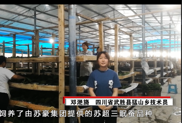 6. 創(chuàng)新：蘇超三眠蠶品種_副本.png